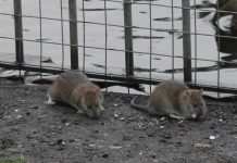 Rats Are Becoming an Issue Amid Restaurant Closures Due to COVID-19 Rats