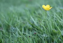Loneliness and Isolation Can Shorten Life Span as Much as Obesity