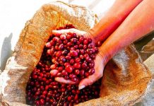 Pacamara Coffee an Exceptional Artisanal Blend Coffee